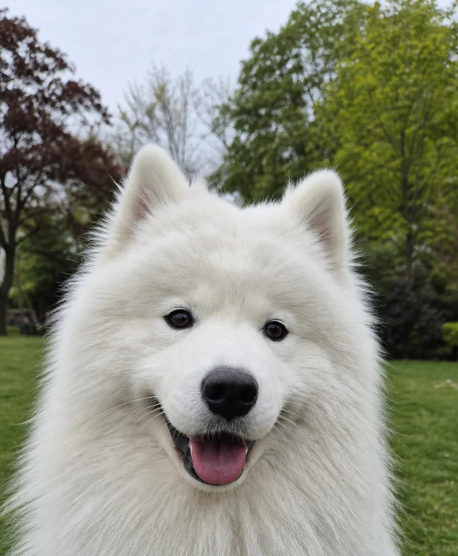 Cheerful white Samoyed Doggiedex portrait